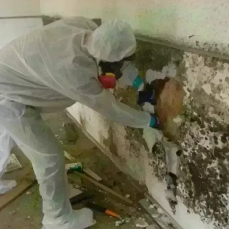 Mold Remediation and Removal in North Bethesda, MD